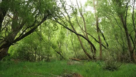New-Zealand-Mataura-River-Floodplain-Forest